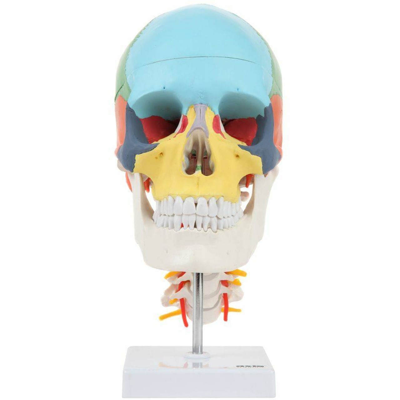 Axis Scientific Didactic Skull on Cervical Vertebrae with Nerves and Arteries