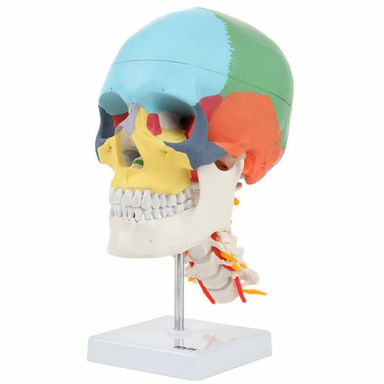 Axis Scientific Didactic Skull on Cervical Vertebrae with Nerves and Arteries