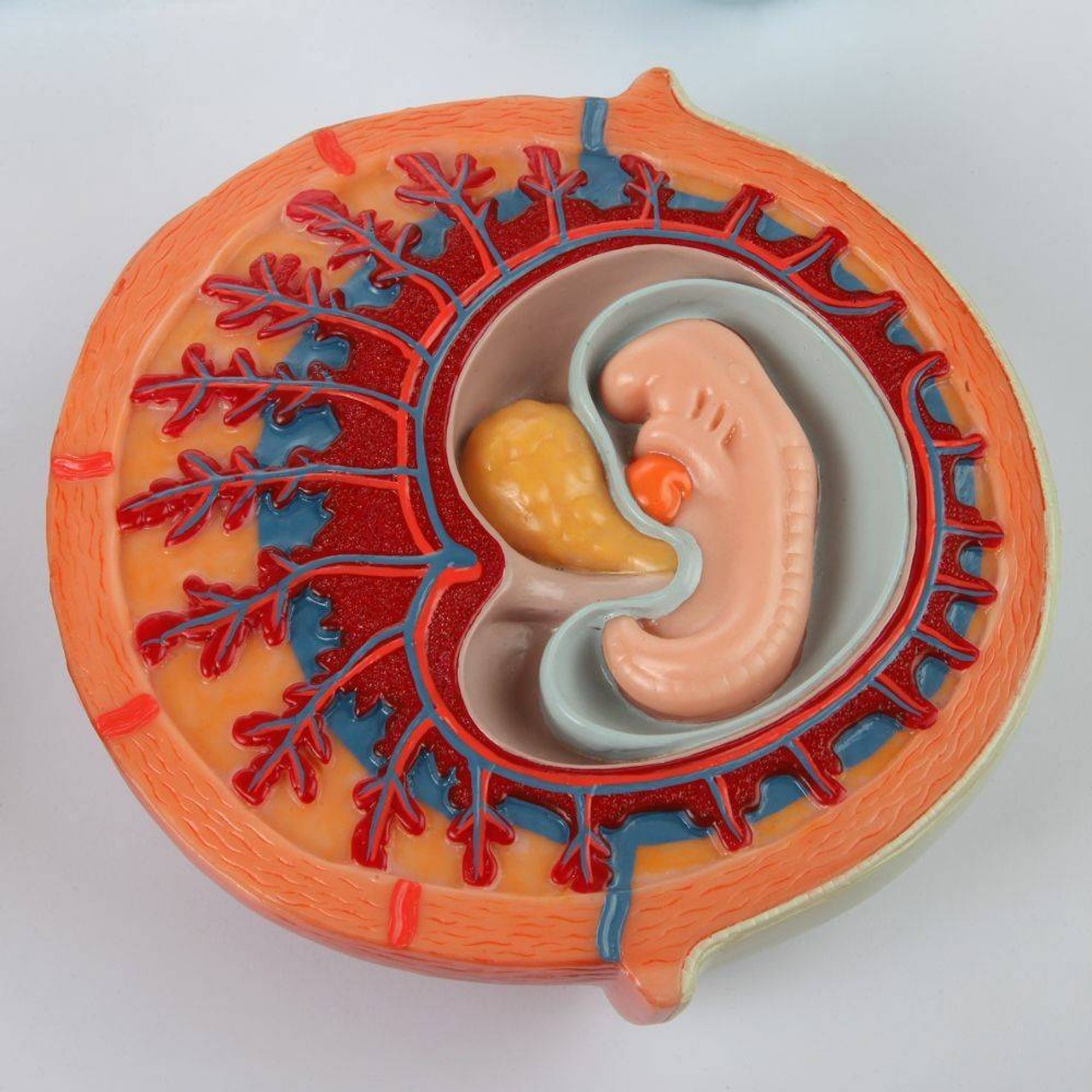 Axis Scientific Human Fertilization and Early Embryogeny Model