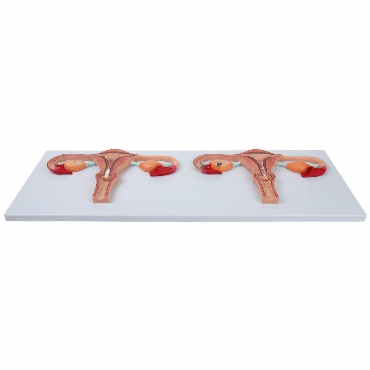Axis Scientific Fertilization Process Model