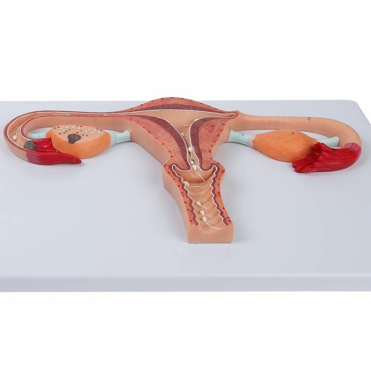 Axis Scientific Fertilization Process Model