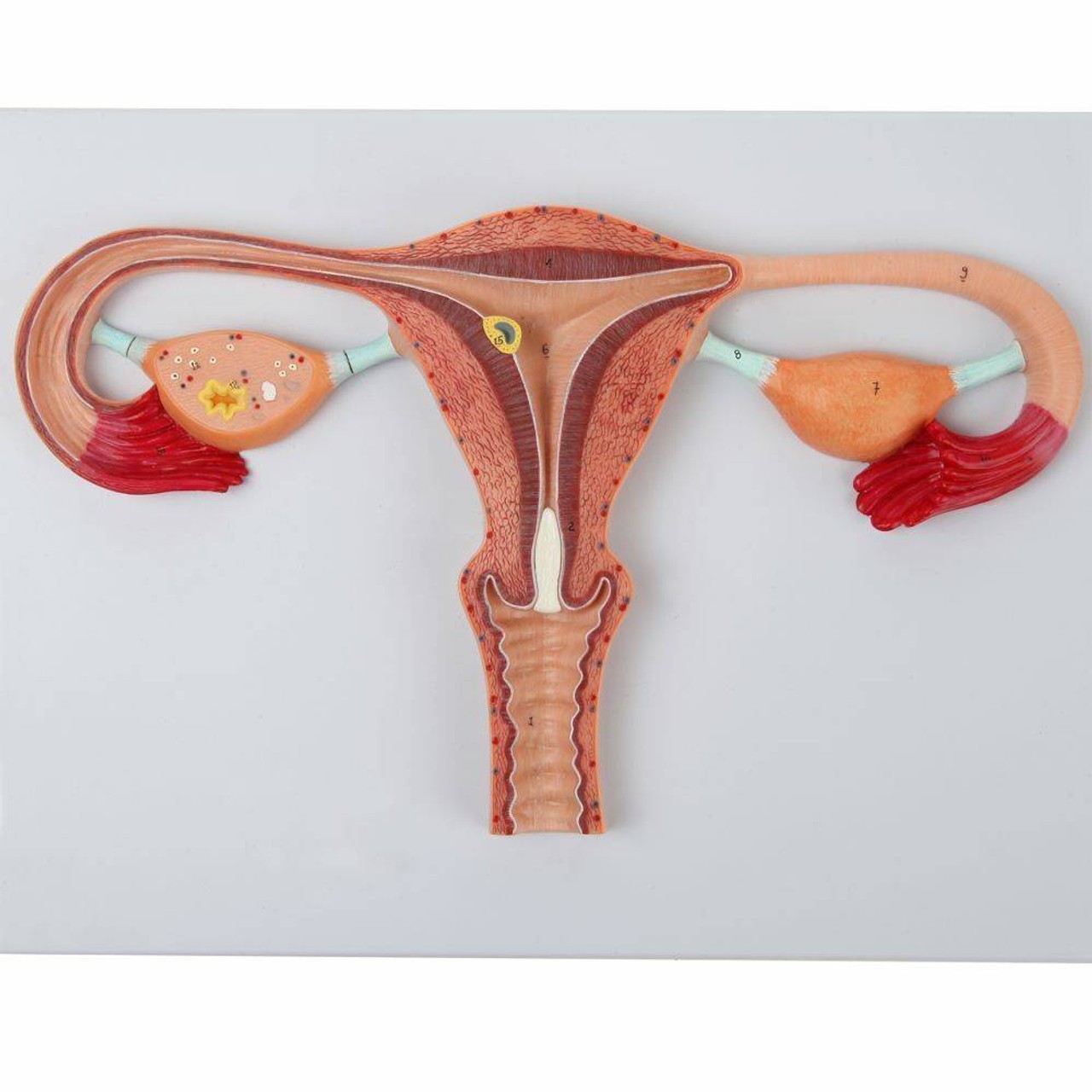 Axis Scientific Fertilization Process Model