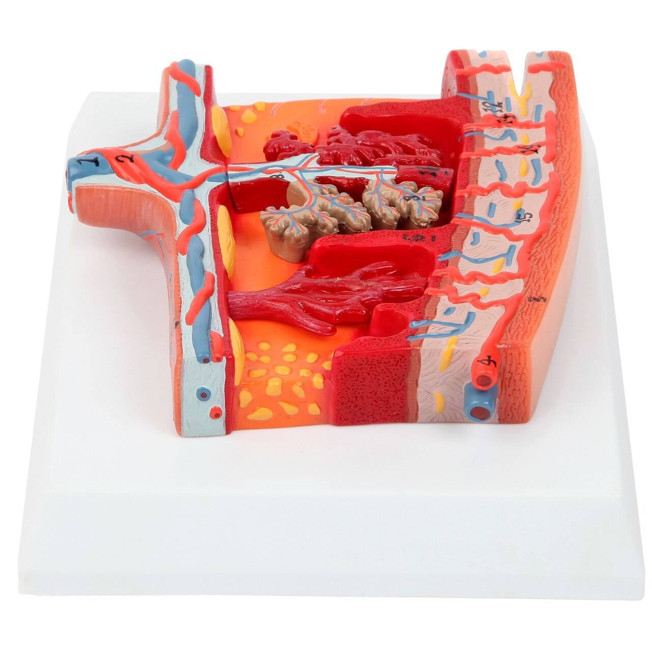 Axis Scientific Enlarged Model of Placenta | Anatomy Warehouse