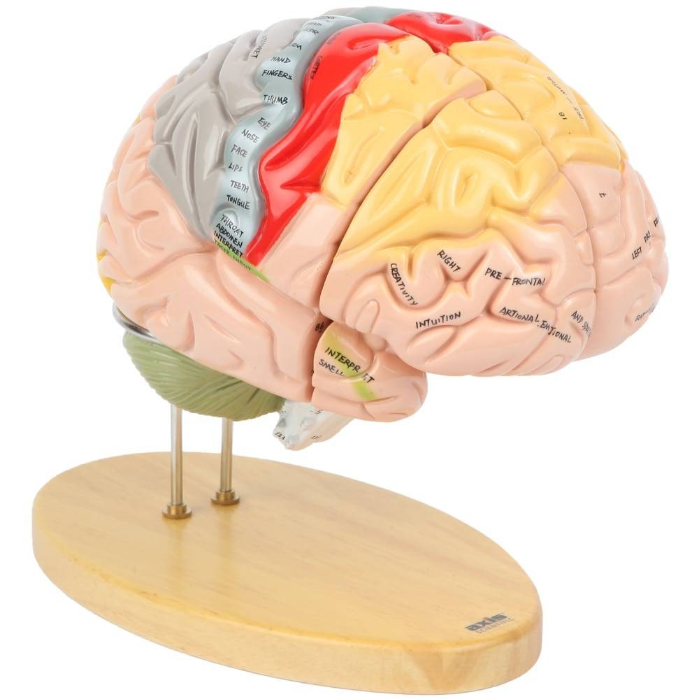 Anatomical Human Brain Model – Science Study Teaching Education Demo Tool