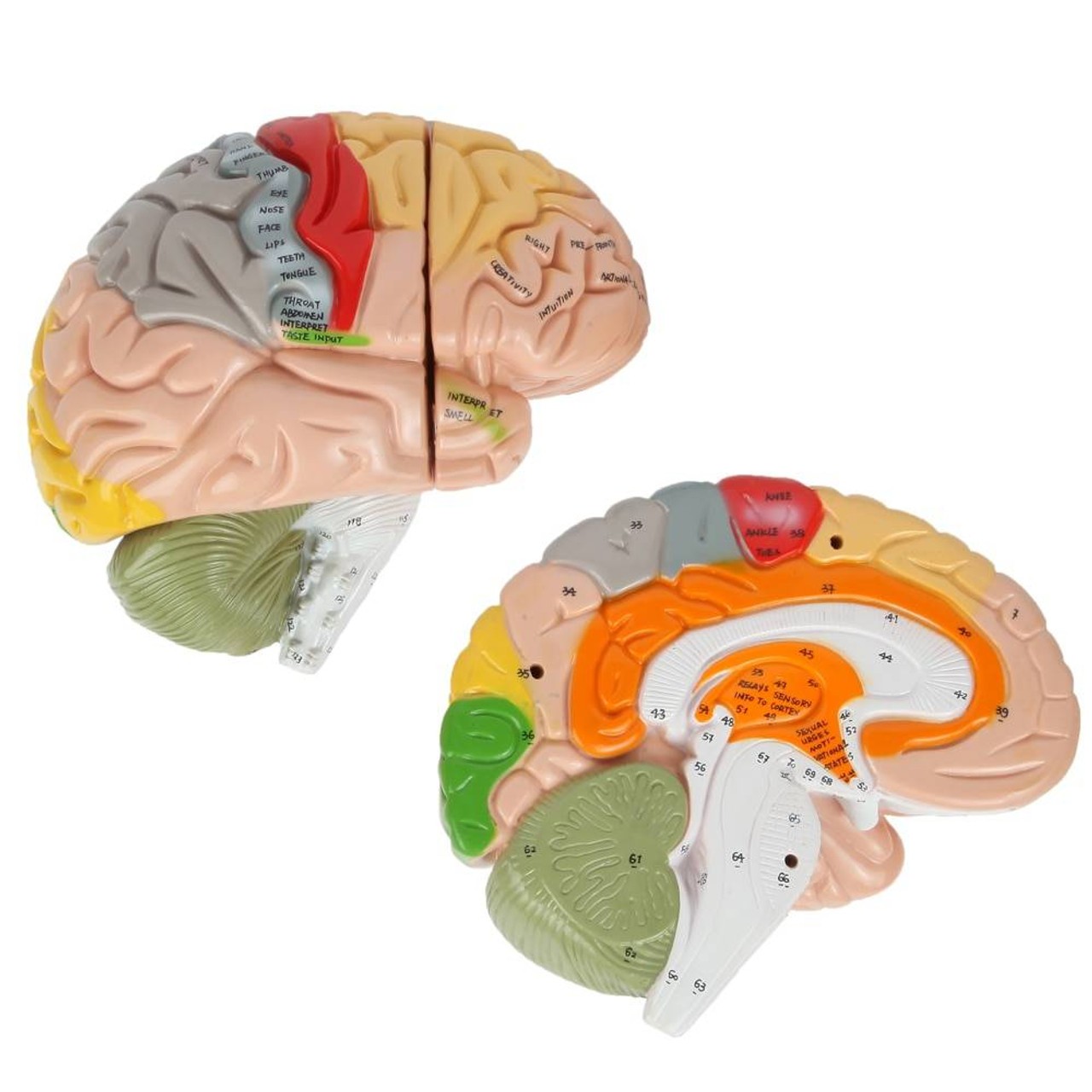 Axis Scientific 1.5 Times Life-Size Deluxe 4-Part Brain