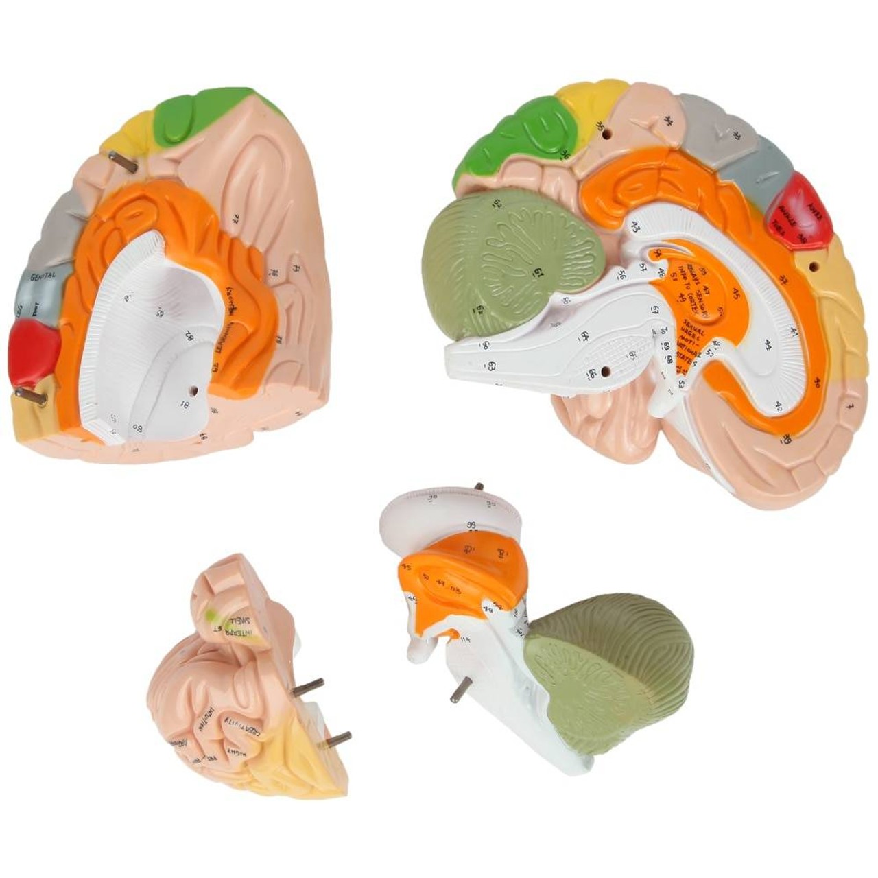 Axis Scientific 1.5 Times Life-Size Deluxe 4-Part Brain