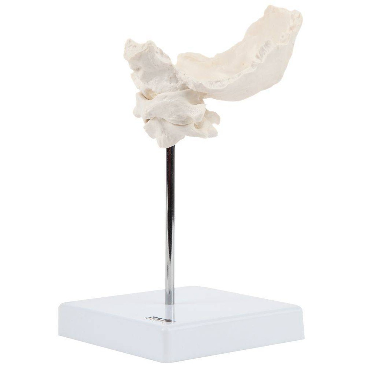 Axis Scientific Occipital Bone - C1 and C2