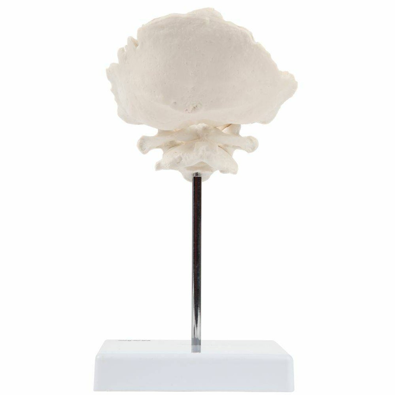 Axis Scientific Occipital Bone - C1 and C2