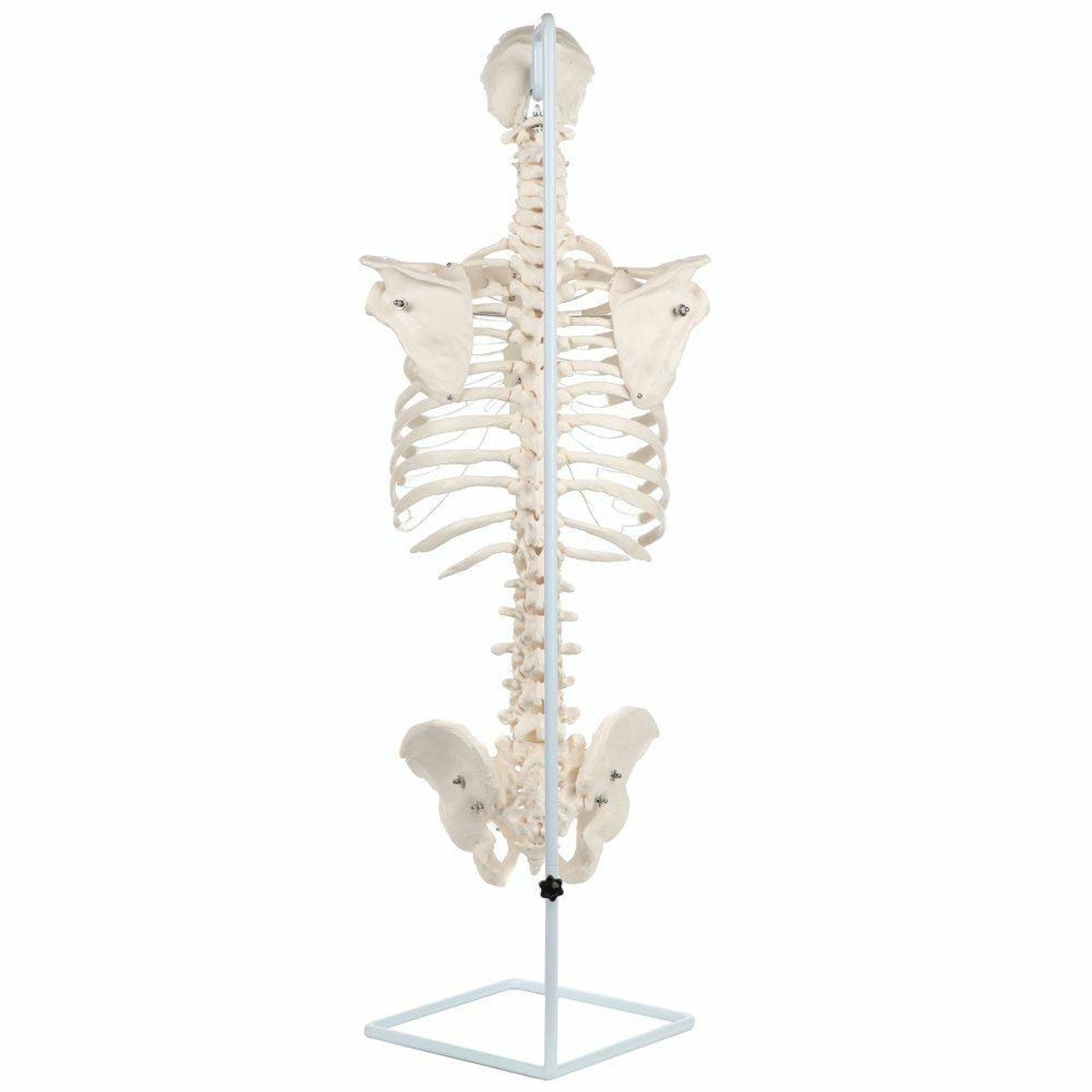 Axis Scientific Vertebral Column with Rib Cage