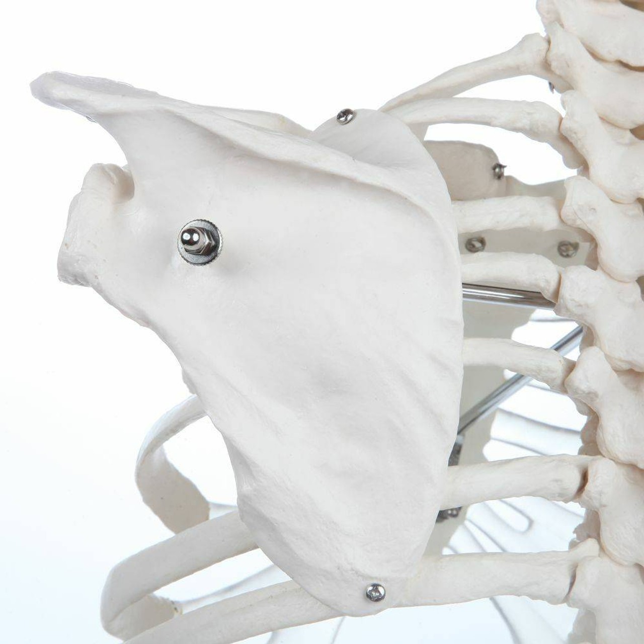 Axis Scientific Vertebral Column with Rib Cage