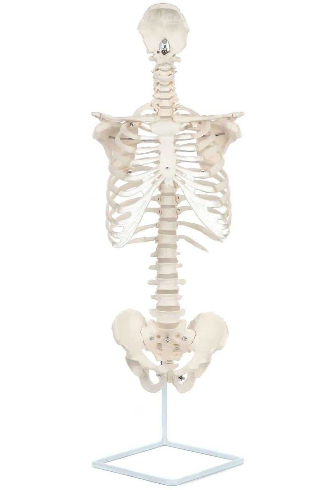 Axis Scientific Vertebral Column with Rib Cage