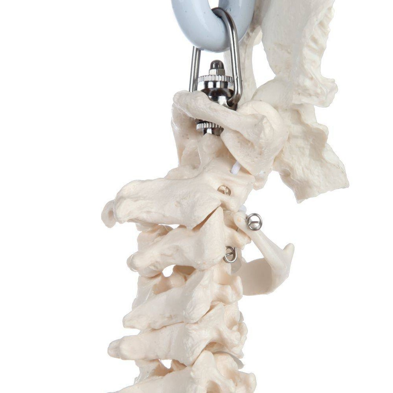 Axis Scientific Vertebral Column with Rib Cage