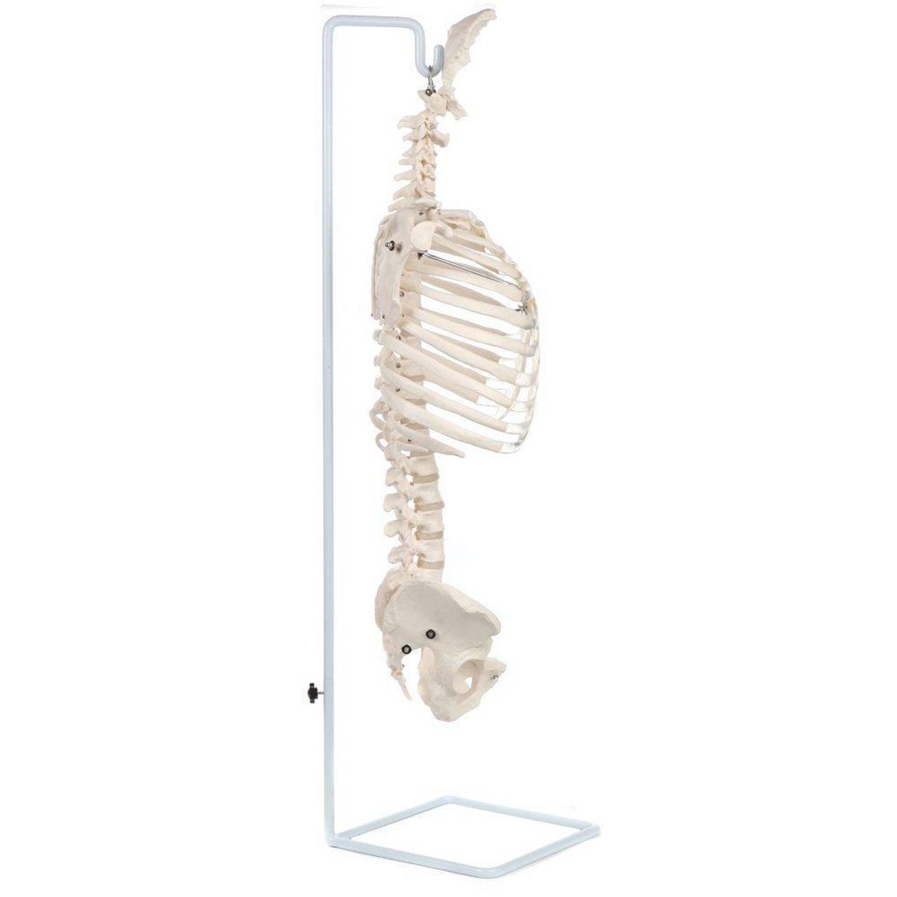 Axis Scientific Vertebral Column with Rib Cage
