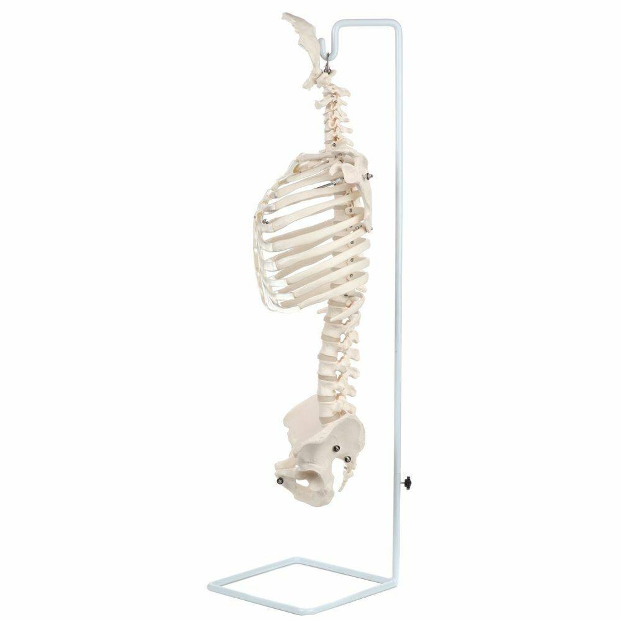 Axis Scientific Vertebral Column with Rib Cage