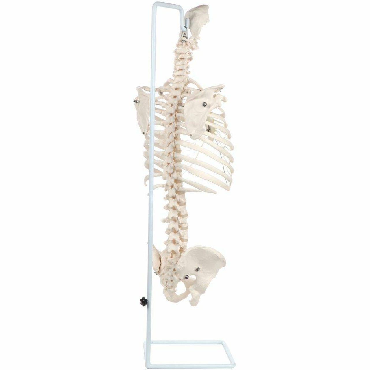 Axis Scientific Vertebral Column with Rib Cage