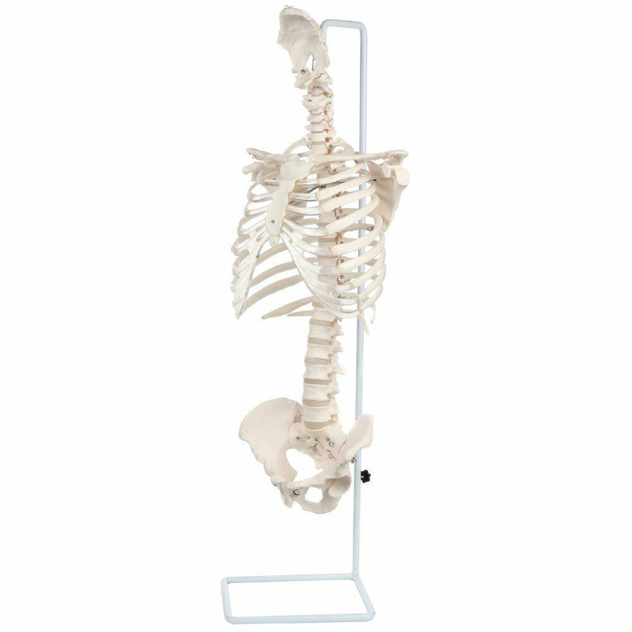Axis Scientific Vertebral Column with Rib Cage