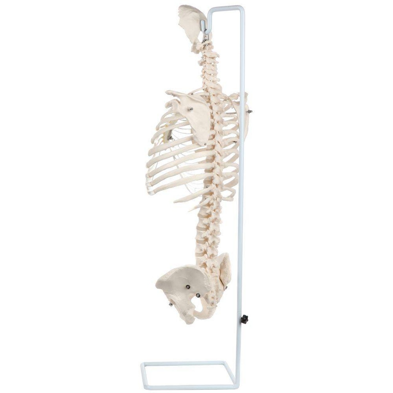 Axis Scientific Vertebral Column with Rib Cage