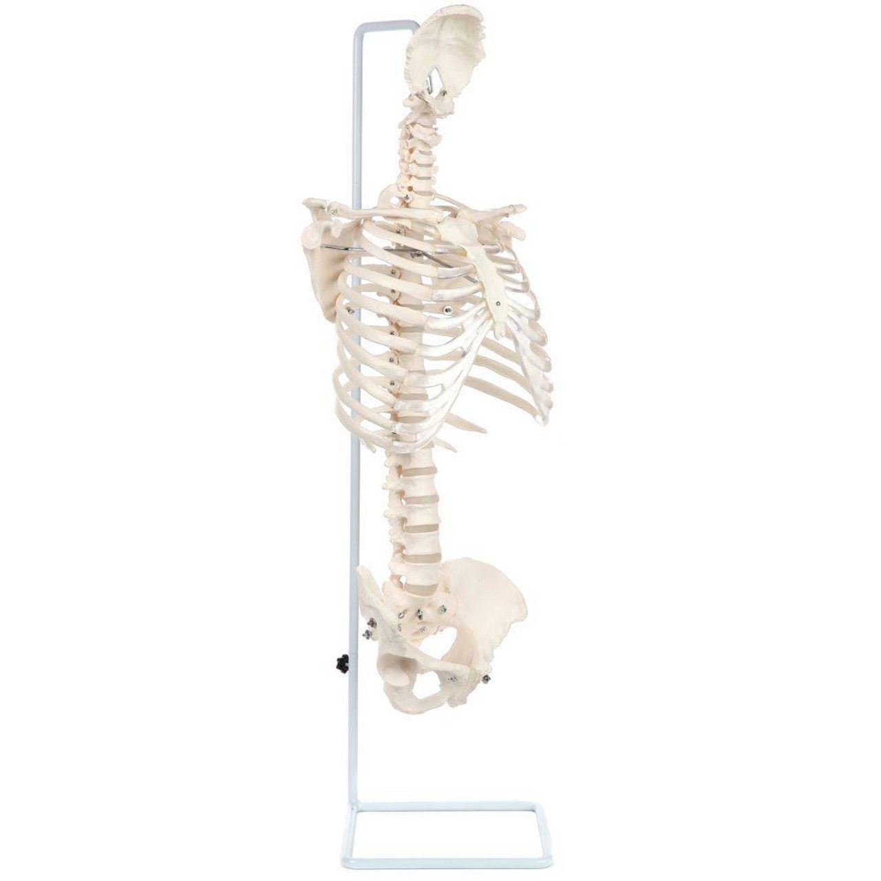 Axis Scientific Vertebral Column with Rib Cage