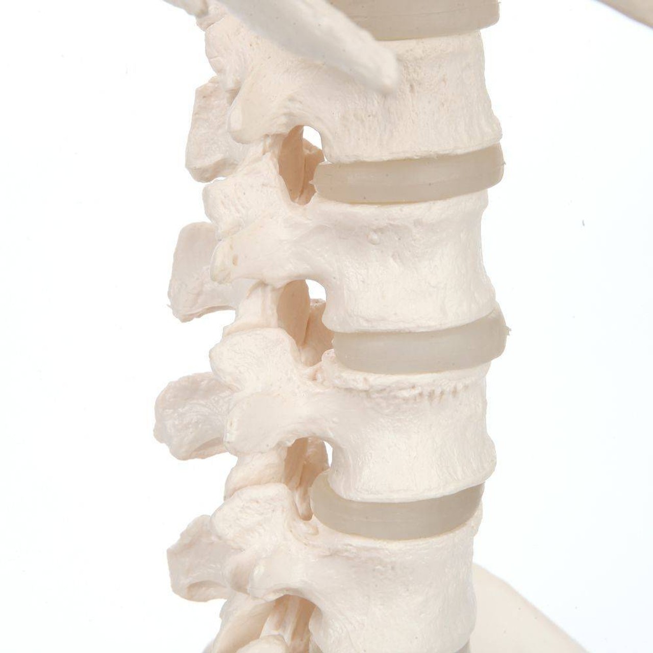 Axis Scientific Vertebral Column with Rib Cage