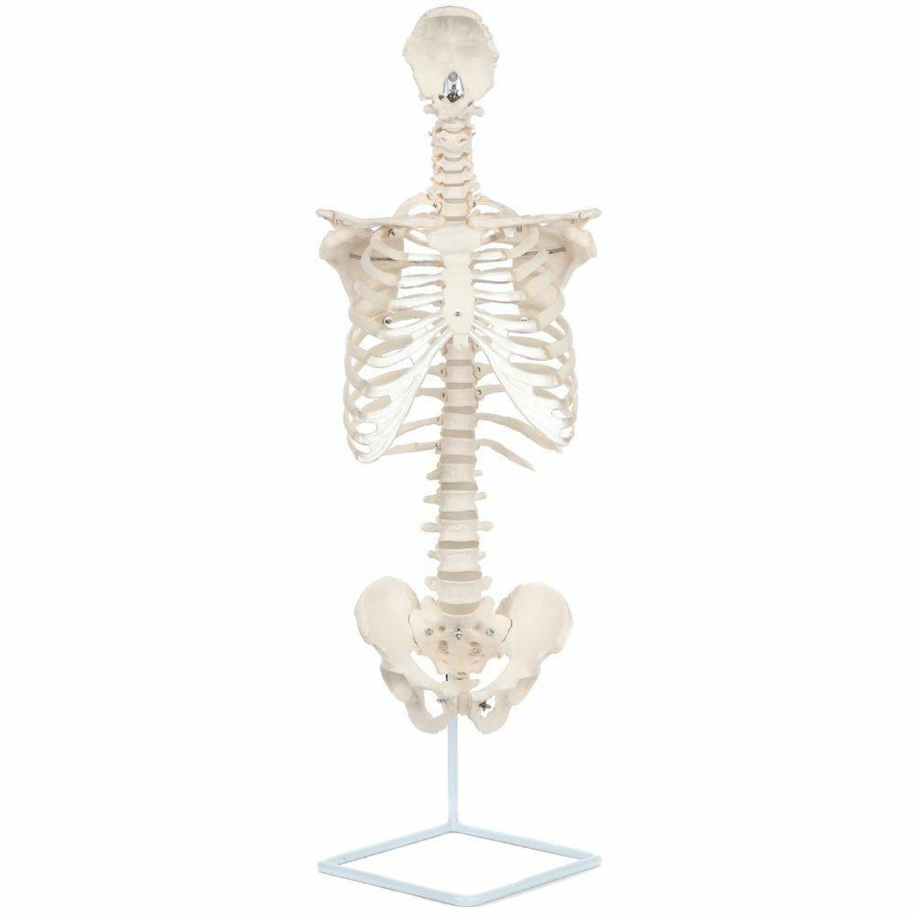 Axis Scientific Vertebral Column with Rib Cage