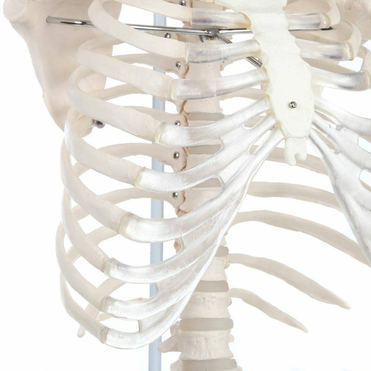 解剖学㊤㊦ Axis Scientific Vertebral Column with Rib Cage | Anatomy
