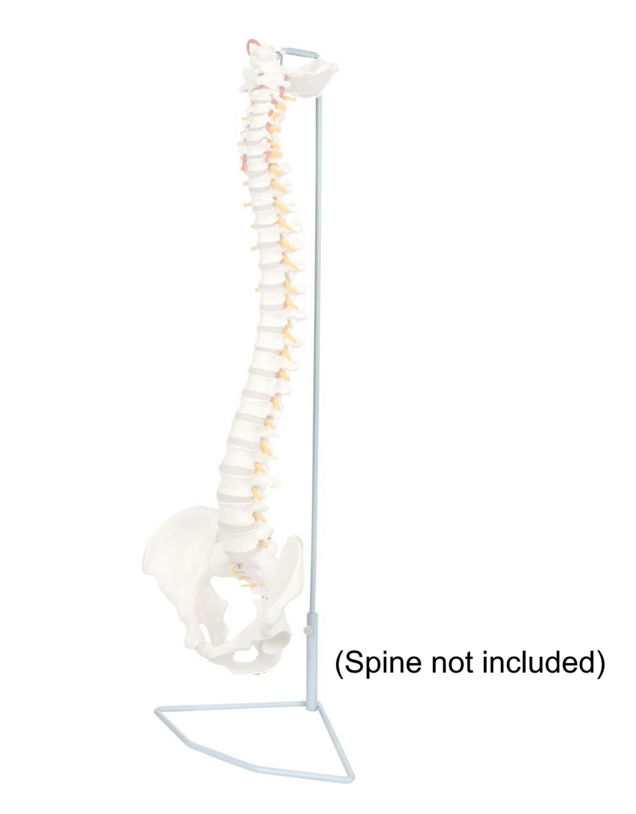 Universal Vertebral Column Stand with vertebral column on the stand