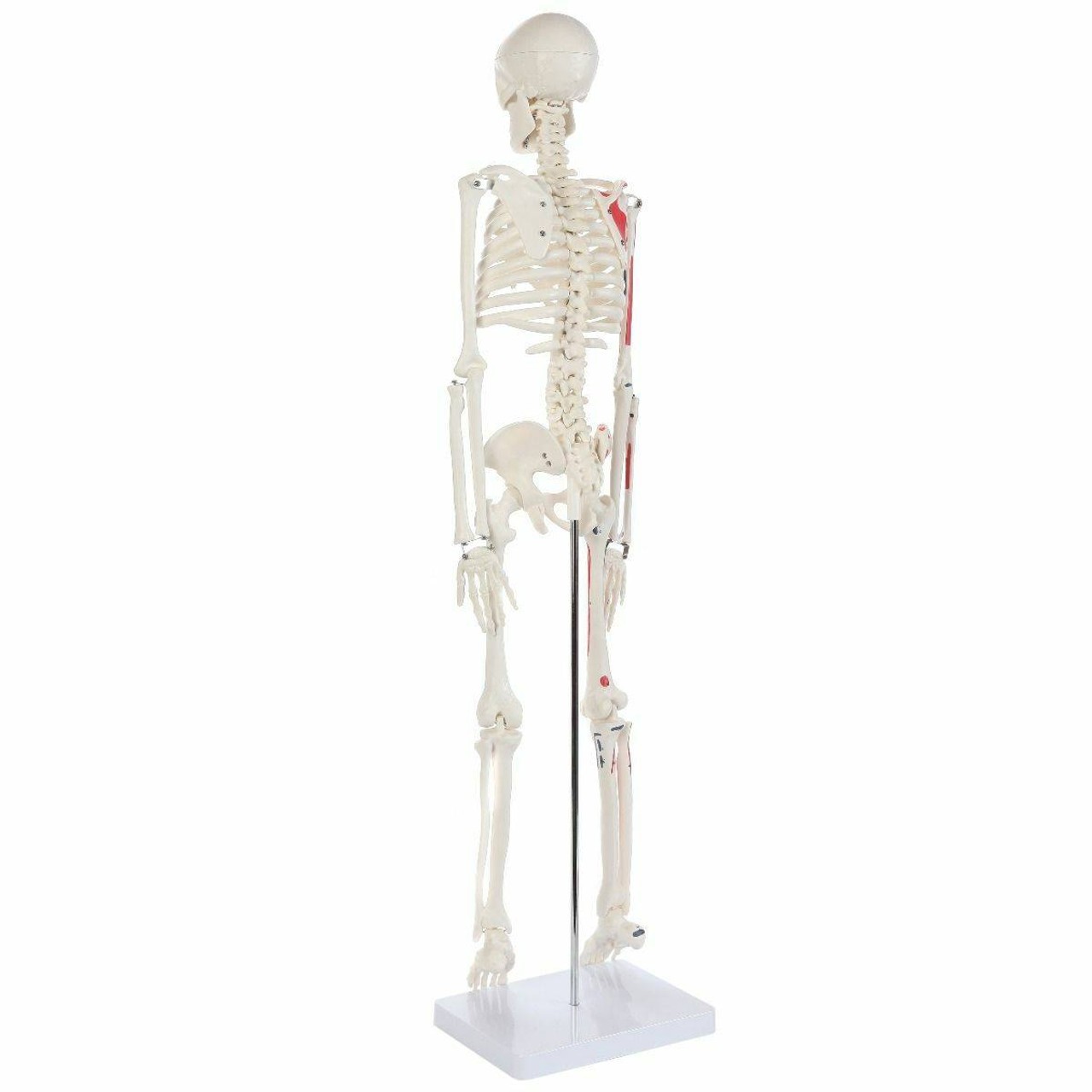 Anatomy Lab Essential Painted Mini Skeleton