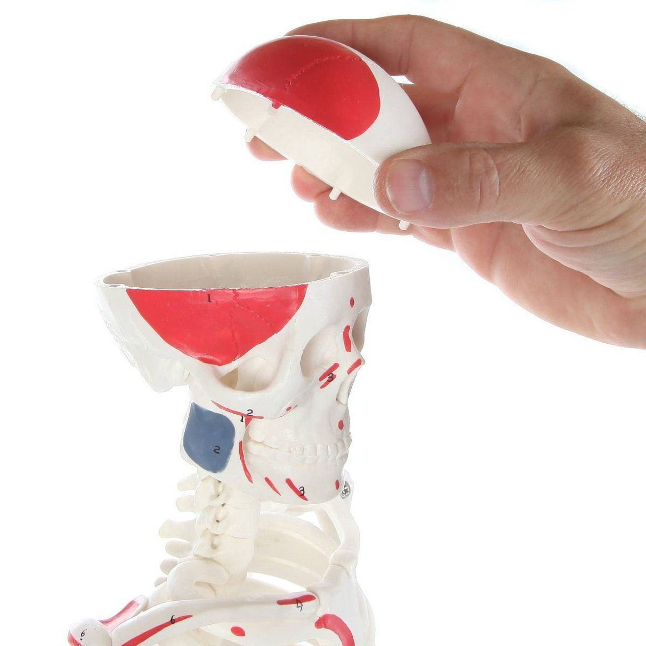 Anatomy Lab Essential Painted Mini Skeleton