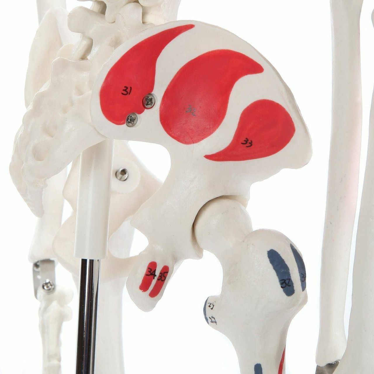 Anatomy Lab Essential Painted Mini Skeleton