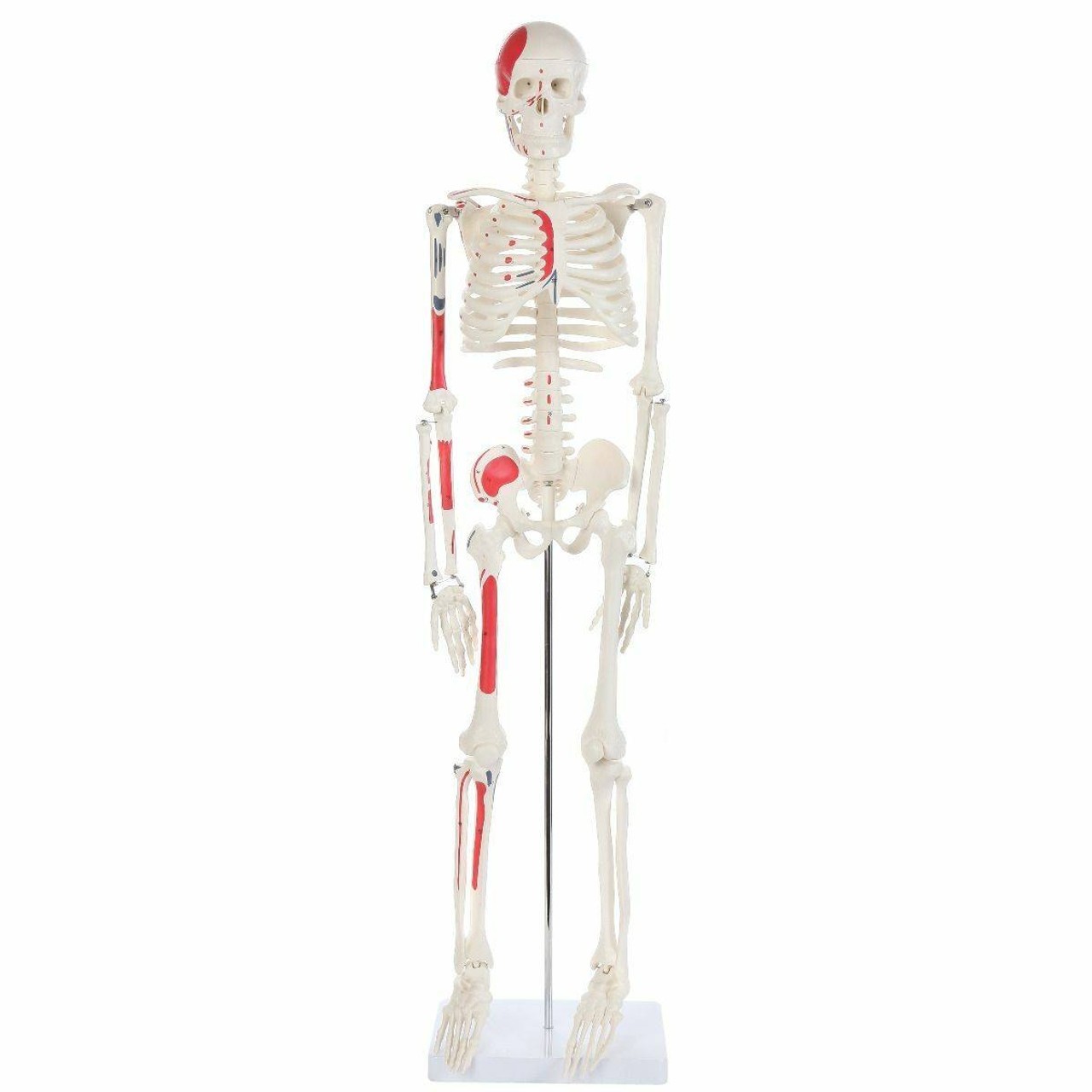 Anatomy Lab Essential Painted Mini Skeleton