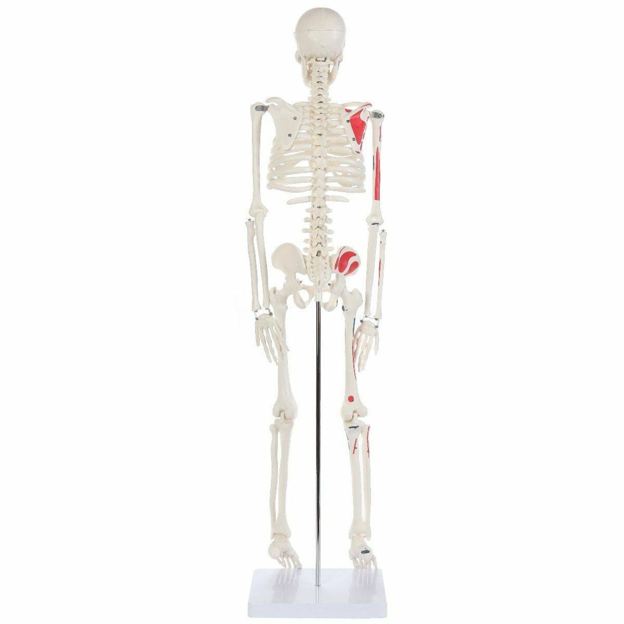 Anatomy Lab Essential Painted Mini Skeleton