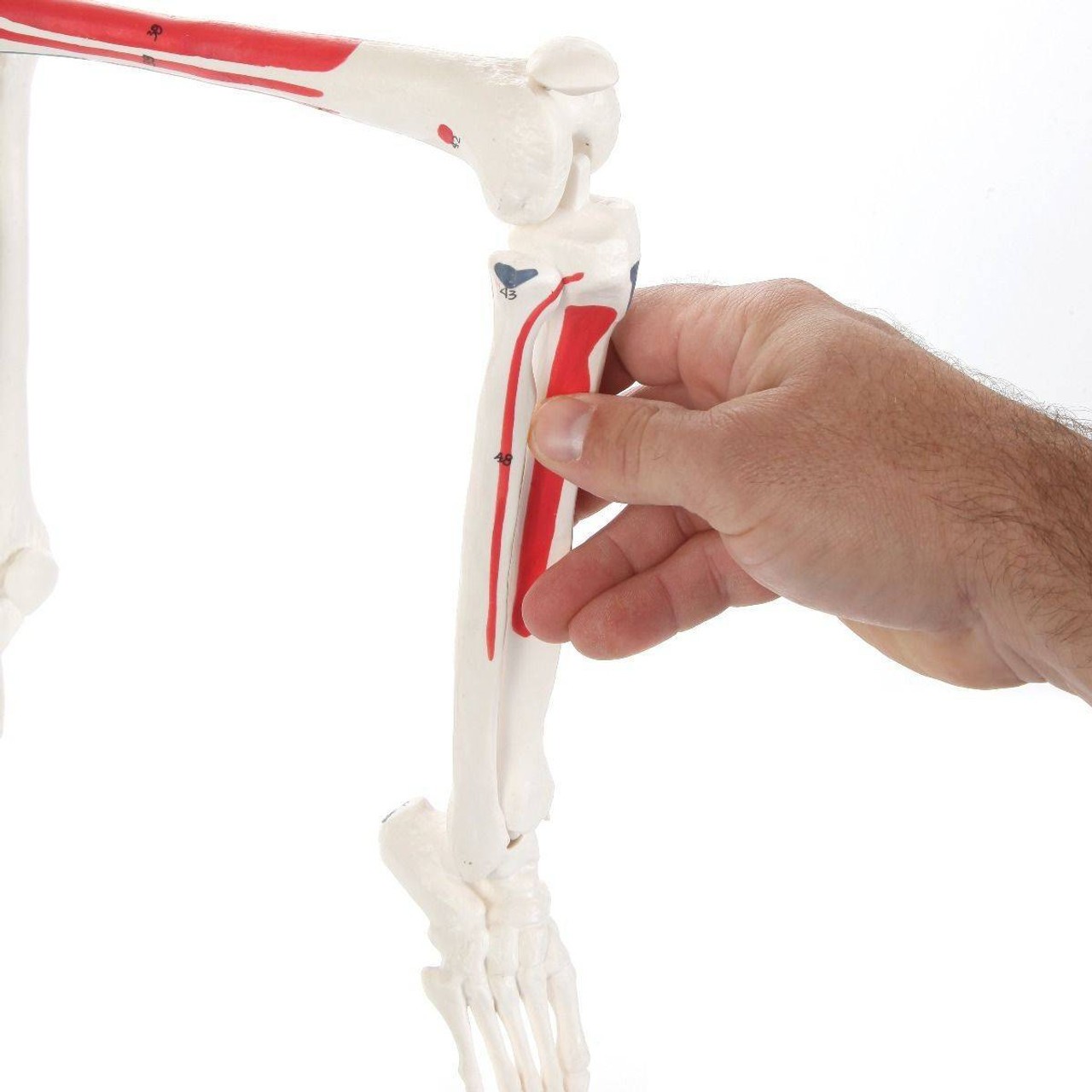 Anatomy Lab Essential Painted Mini Skeleton