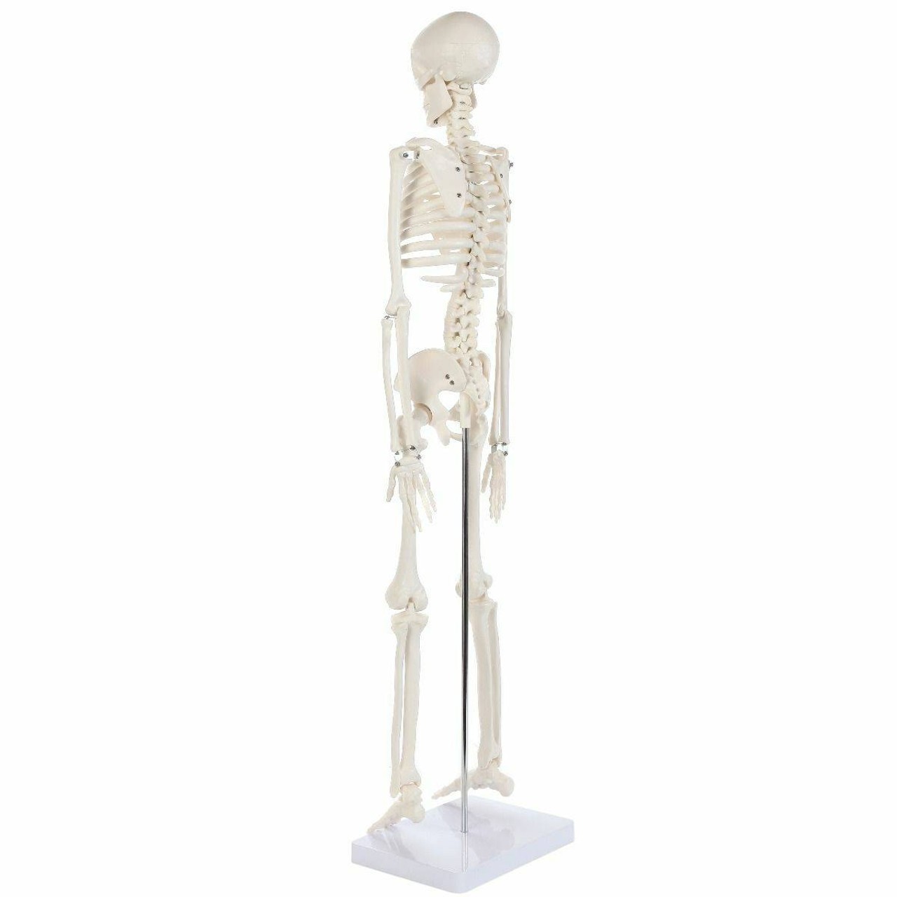 Anatomy Lab Essential Mini Skeleton