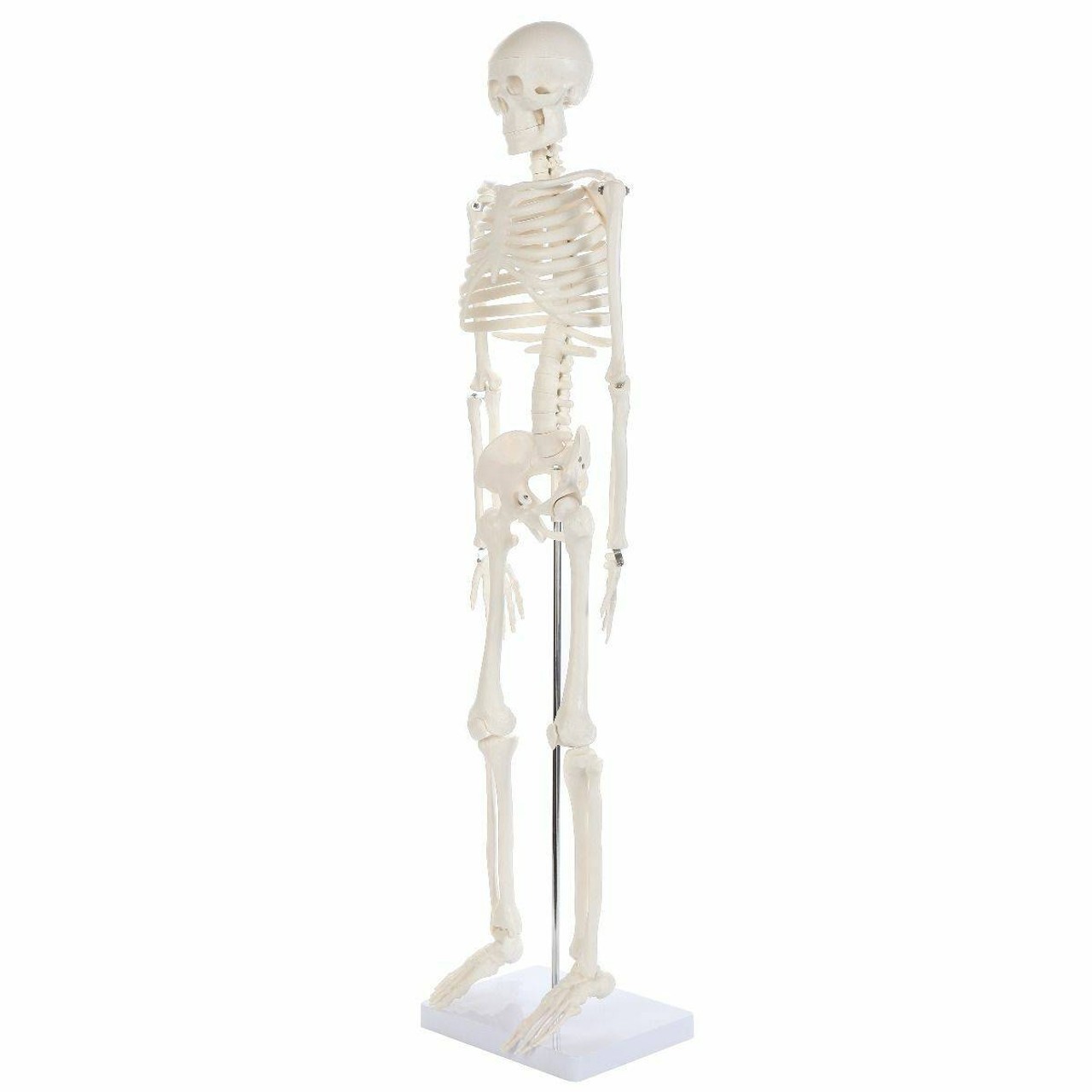 Anatomy Lab Essential Mini Skeleton