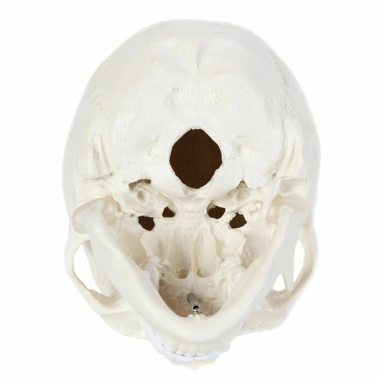Anatomy Lab Essential Life-Size Skull