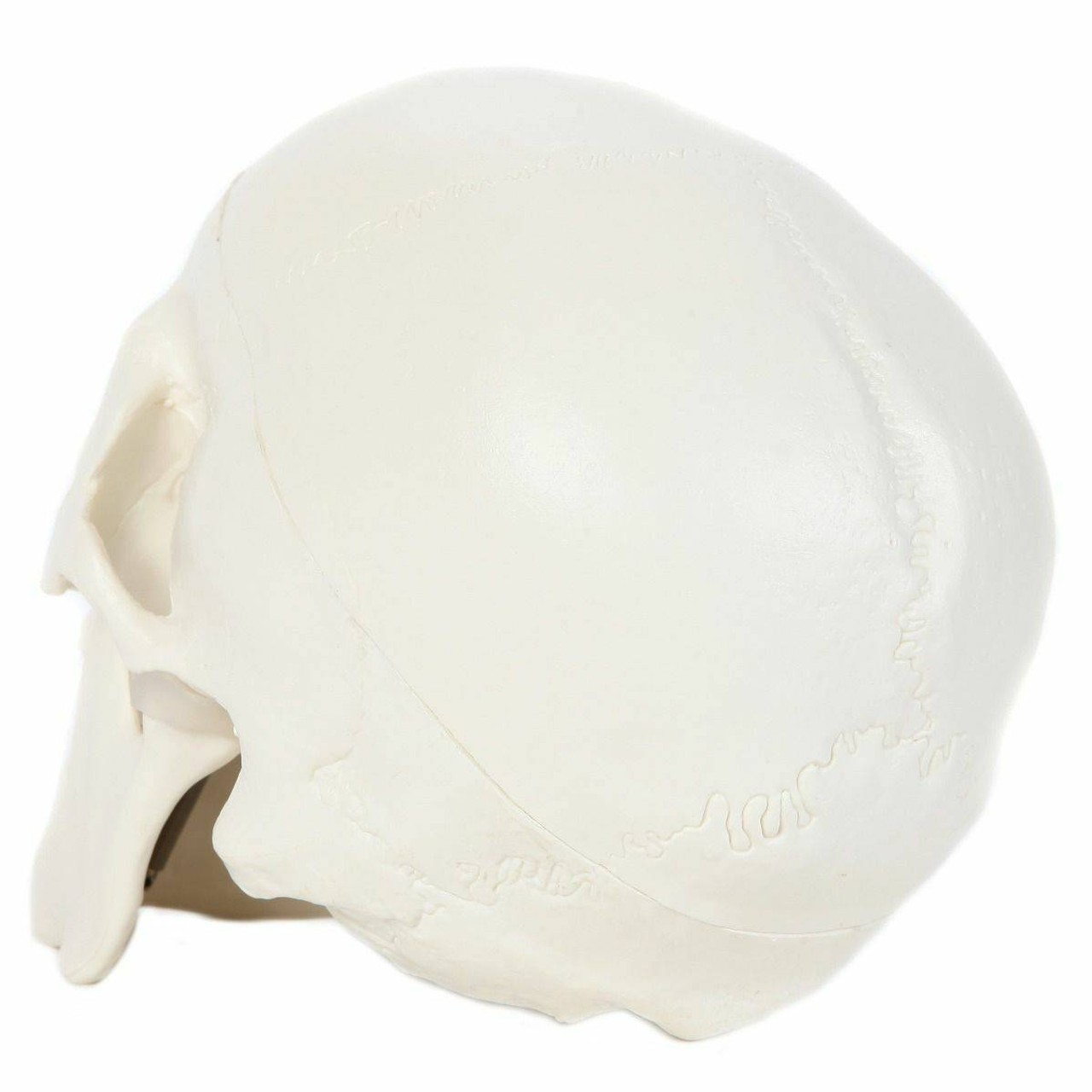 Anatomy Lab Essential Life-Size Skull