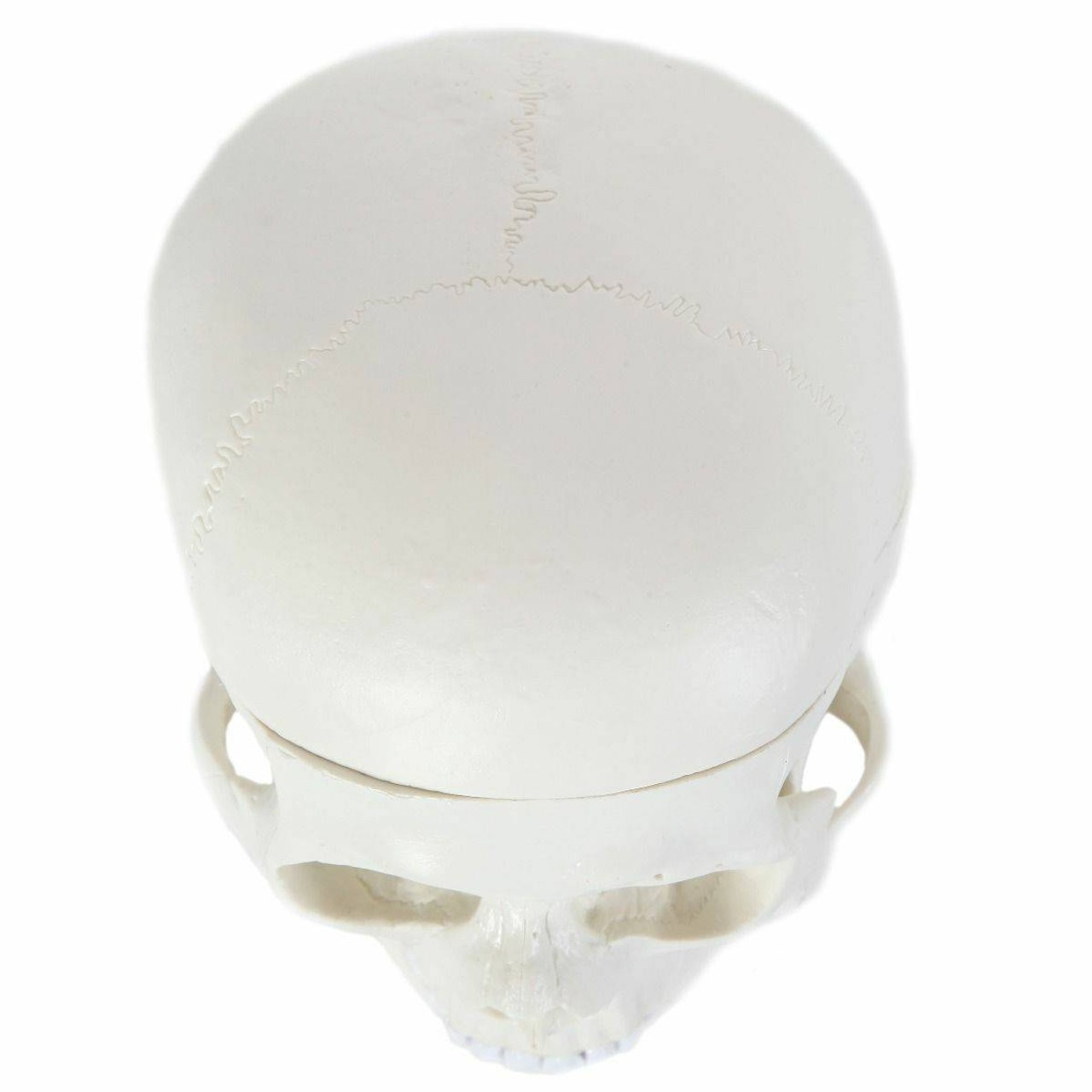Anatomy Lab Essential Life-Size Skull