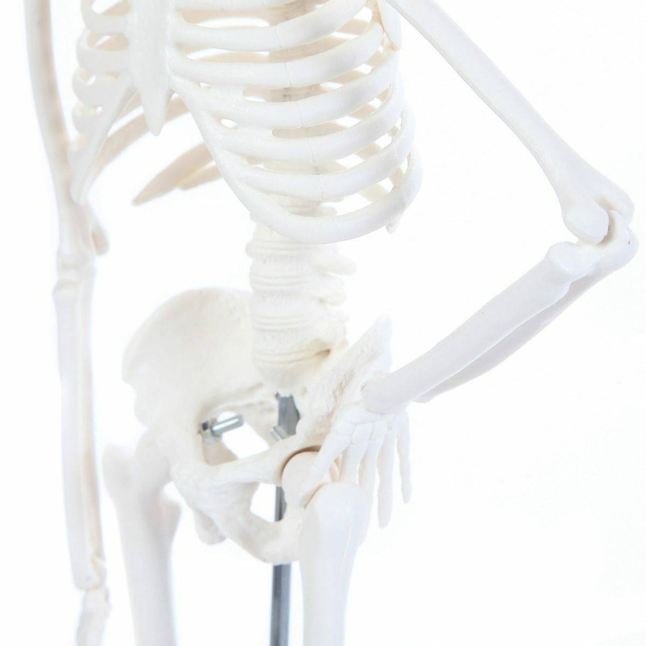 Anatomy Lab Essential Micro Desktop Skeleton