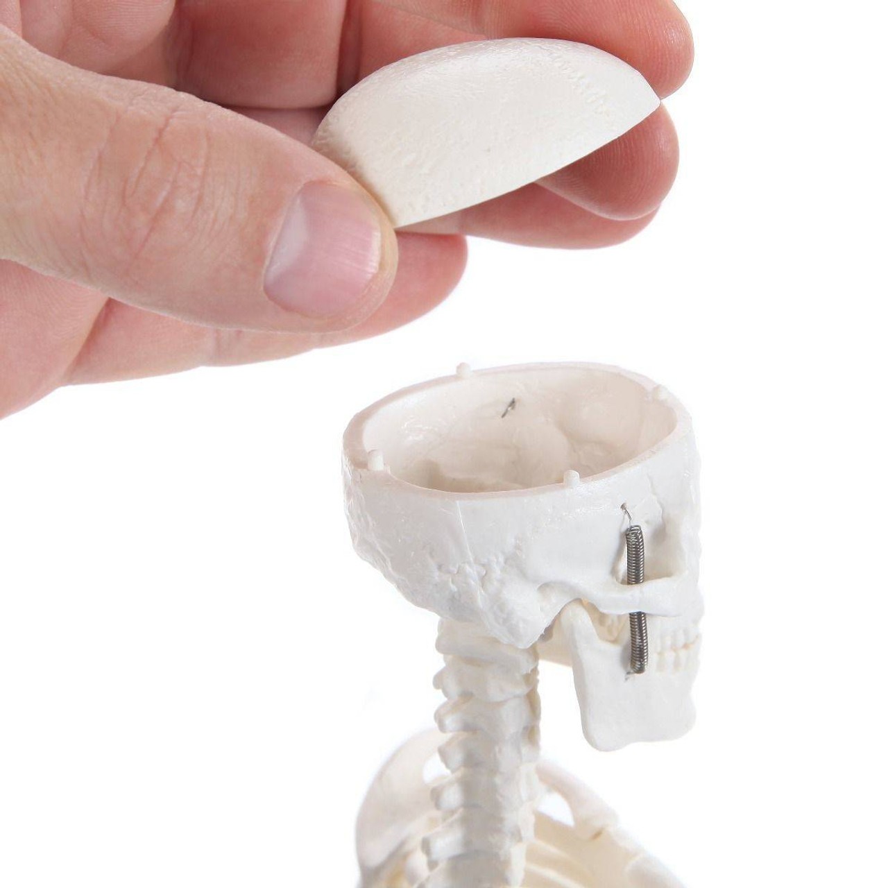 Anatomy Lab Essential Micro Desktop Skeleton