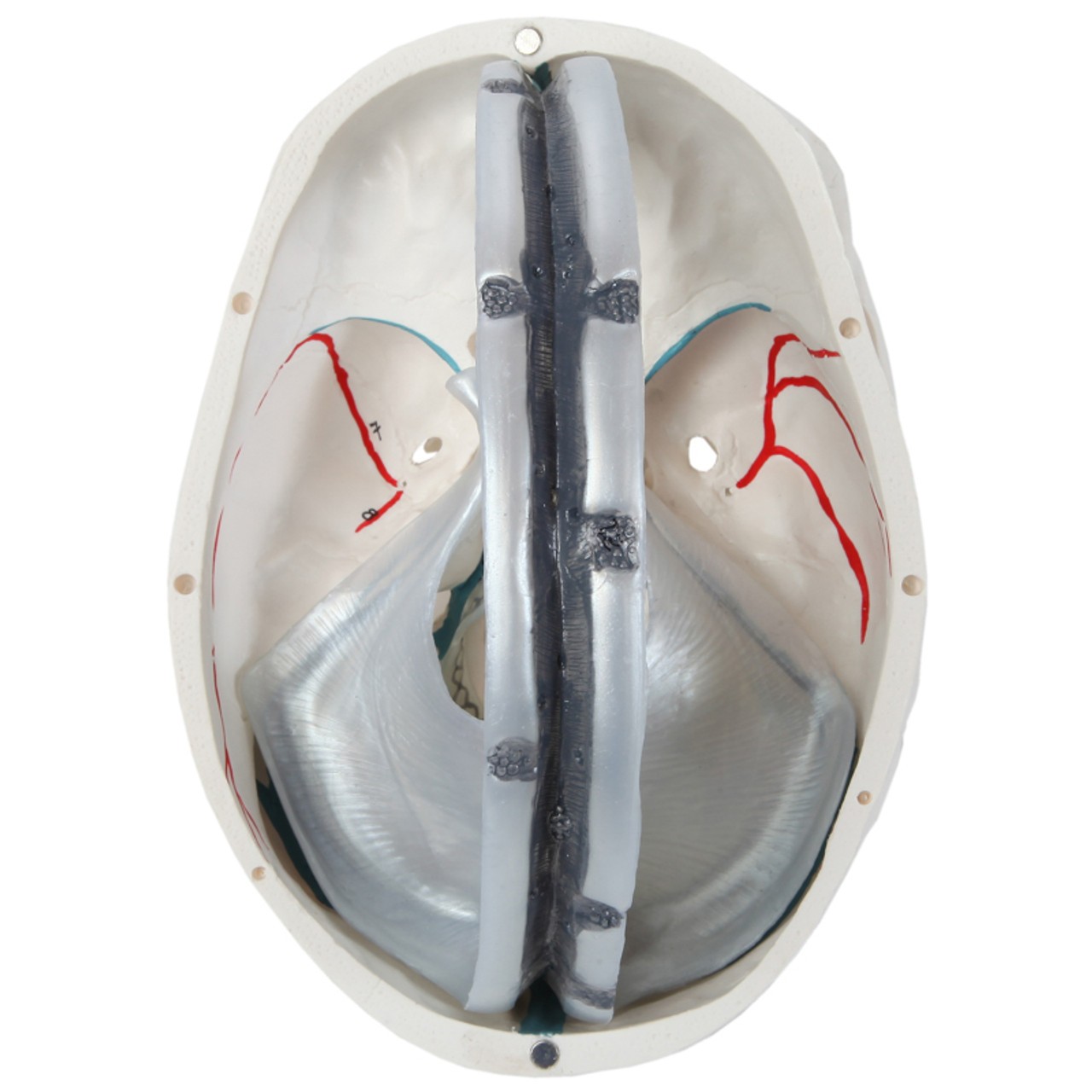 Axis Scientific 3-Part Human Skull with Dura Mater, Blood Vessel Pathways, and Sinus Cavities