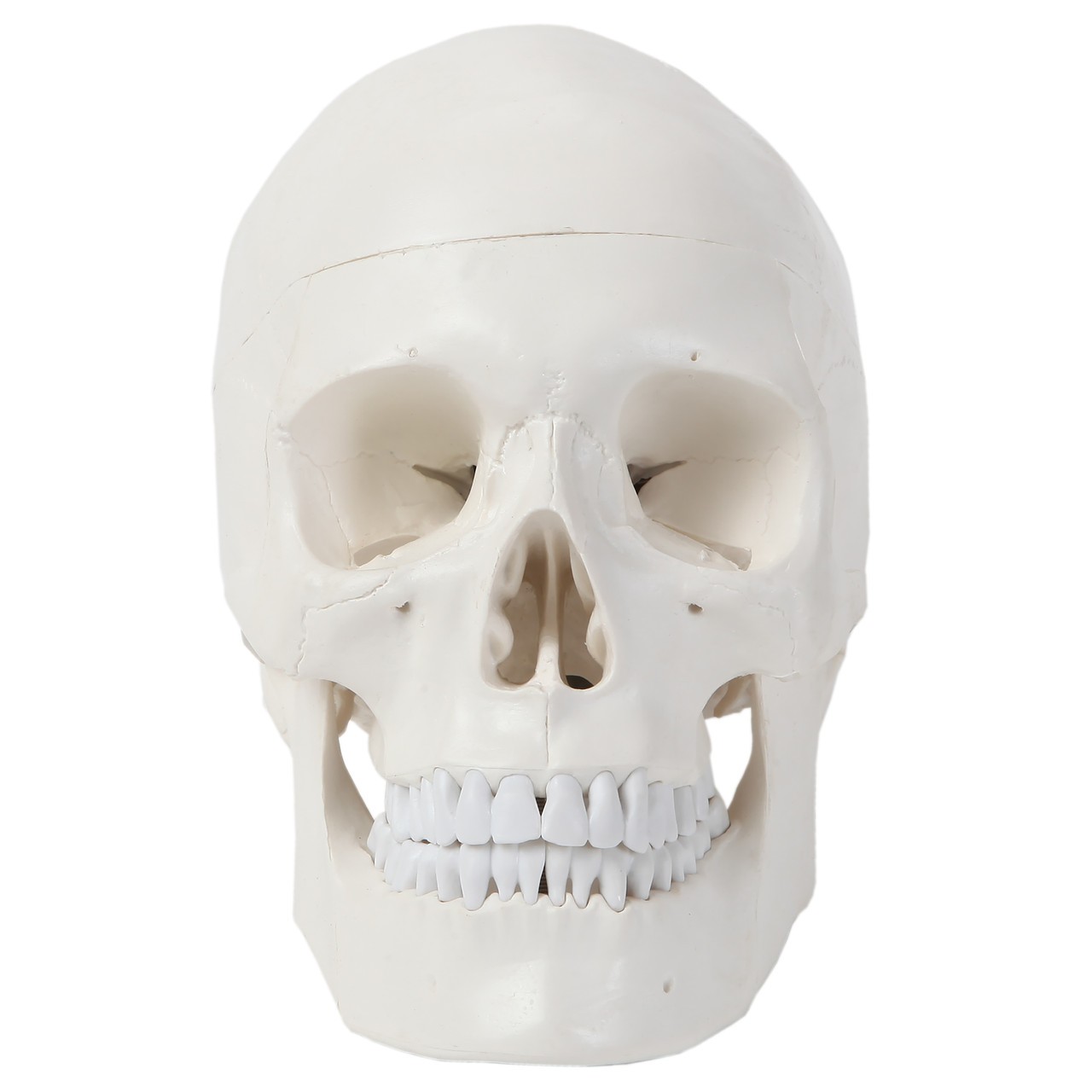 Axis Scientific 3-Part Human Skull with Dura Mater, Blood Vessel Pathways, and Sinus Cavities