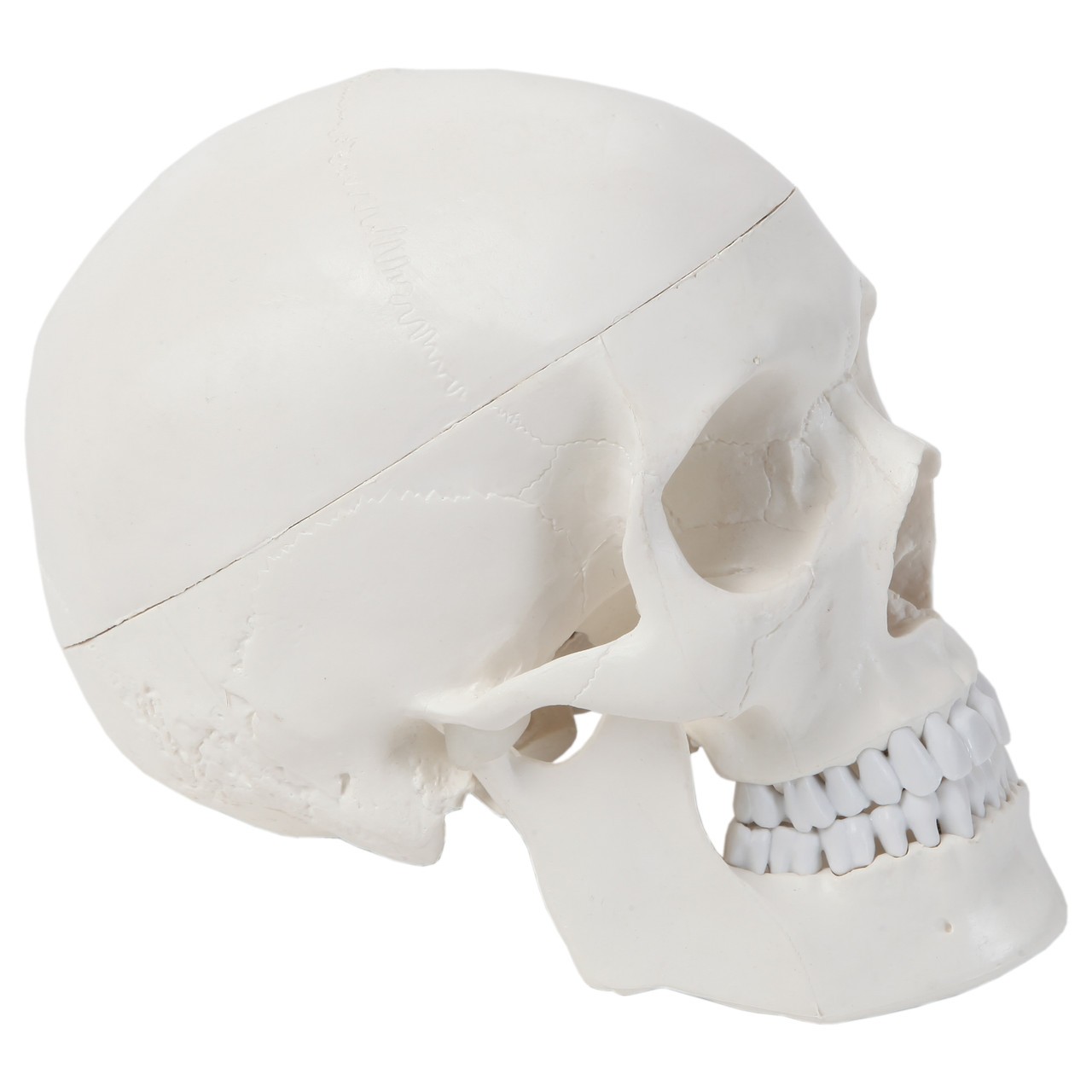 Axis Scientific 3-Part Human Skull with Dura Mater, Blood Vessel Pathways, and Sinus Cavities