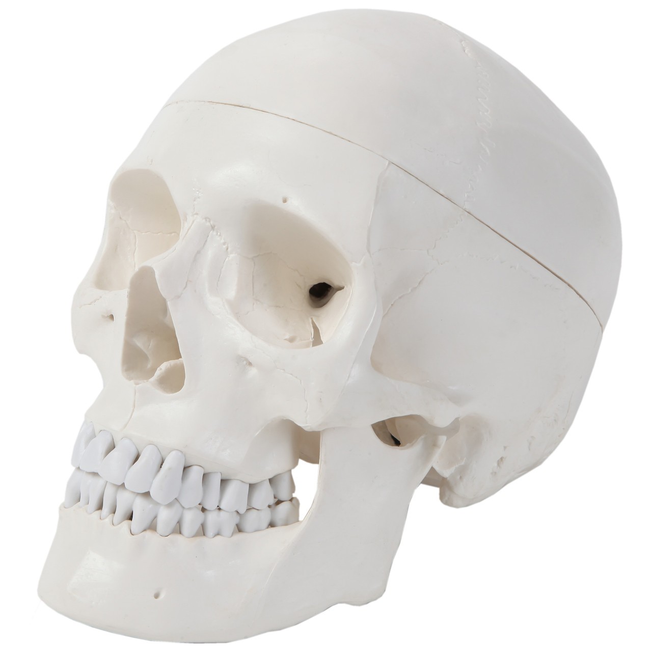 Axis Scientific 3-Part Human Skull with Dura Mater, Blood Vessel Pathways, and Sinus Cavities