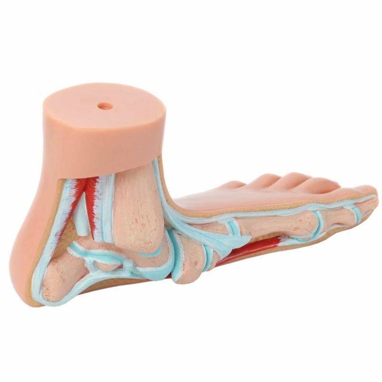Axis Scientific Set of 3 Feet - Flat Foot, Arched Foot and Normal Foot