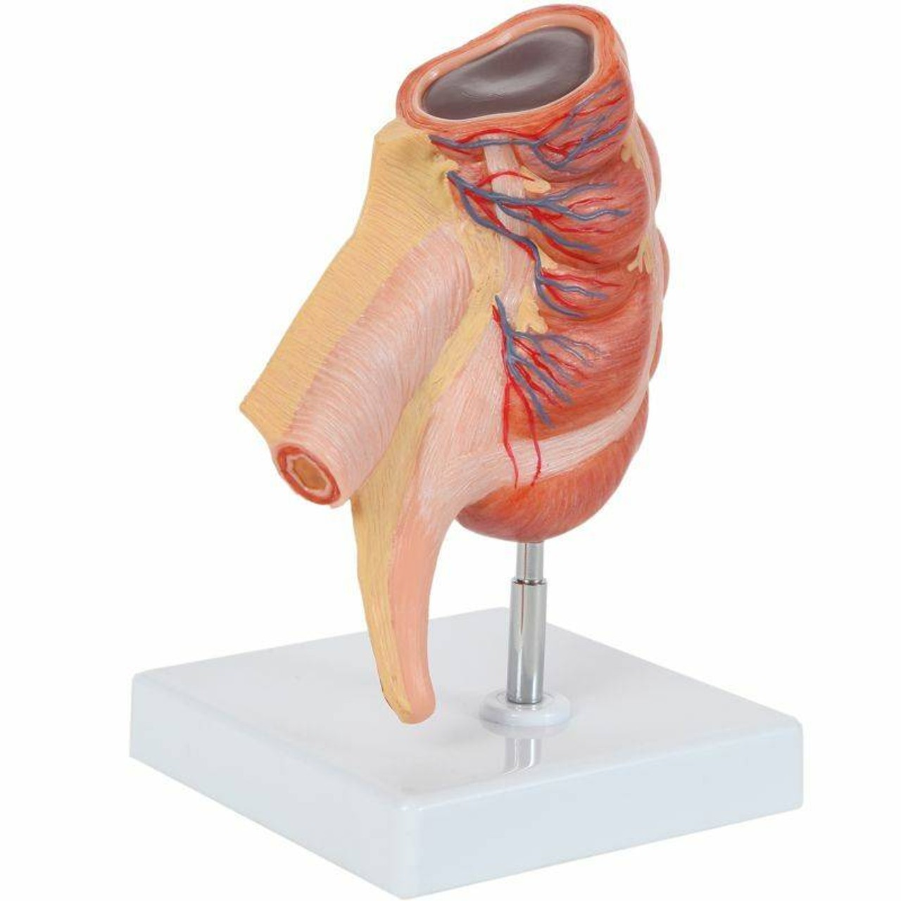Axis Scientific Caecum and Appendix, Enlarged 1.5 Times Life Size