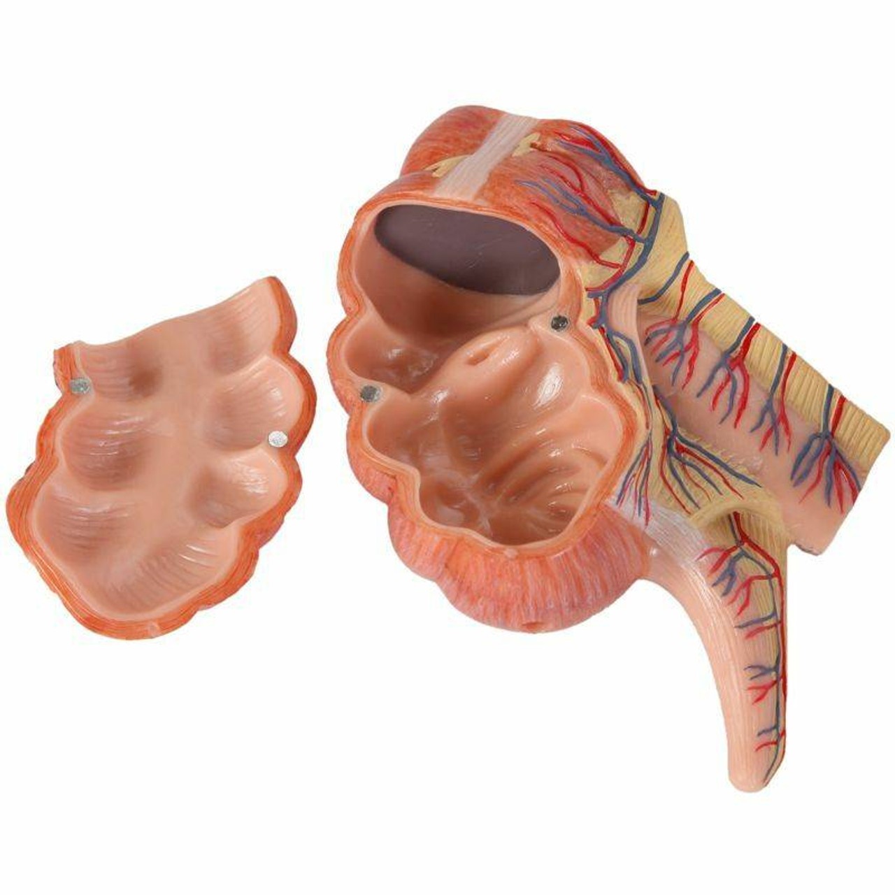 Axis Scientific Caecum and Appendix, Enlarged 1.5 Times Life Size