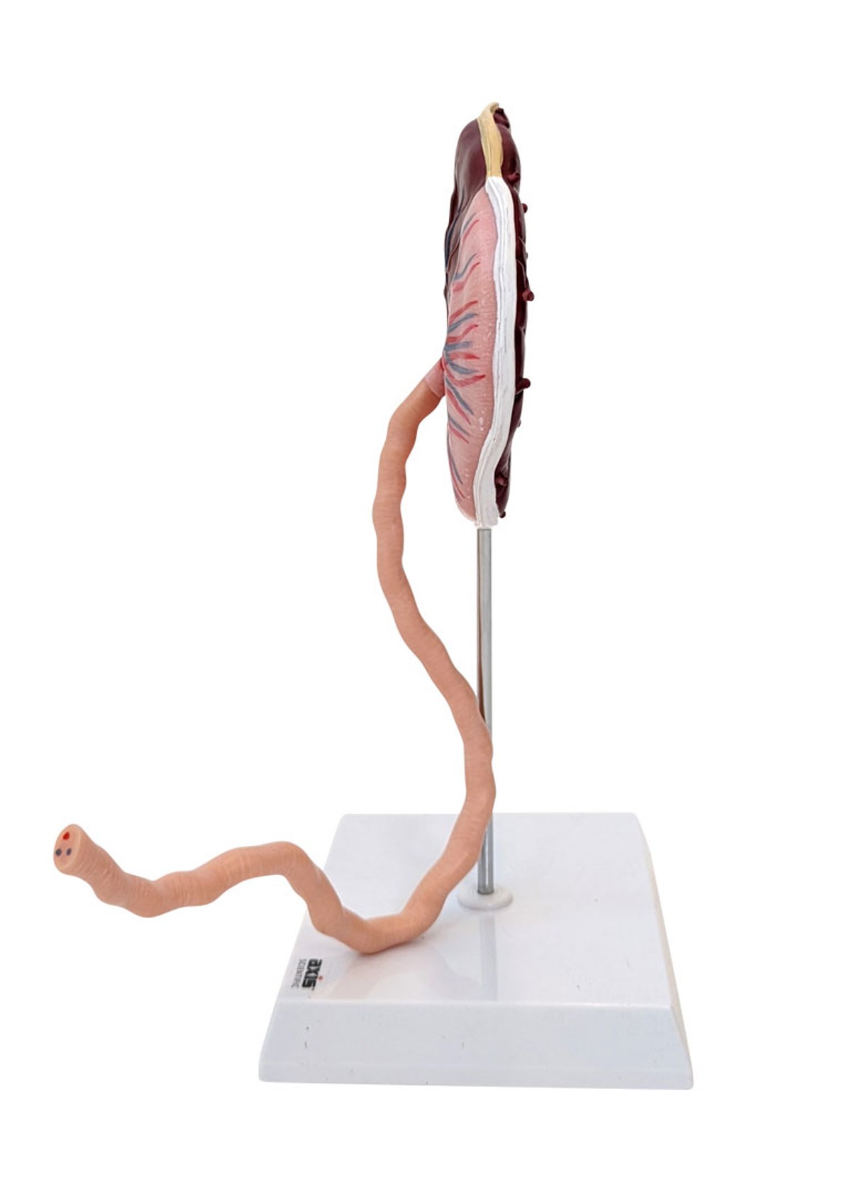 Axis Scientific Placenta Model with Removable Umbilical Cord