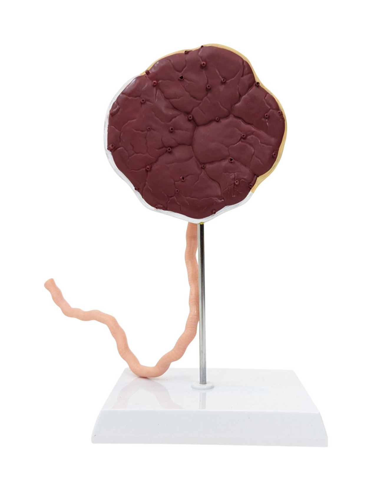 Axis Scientific Placenta Model with Removable Umbilical Cord