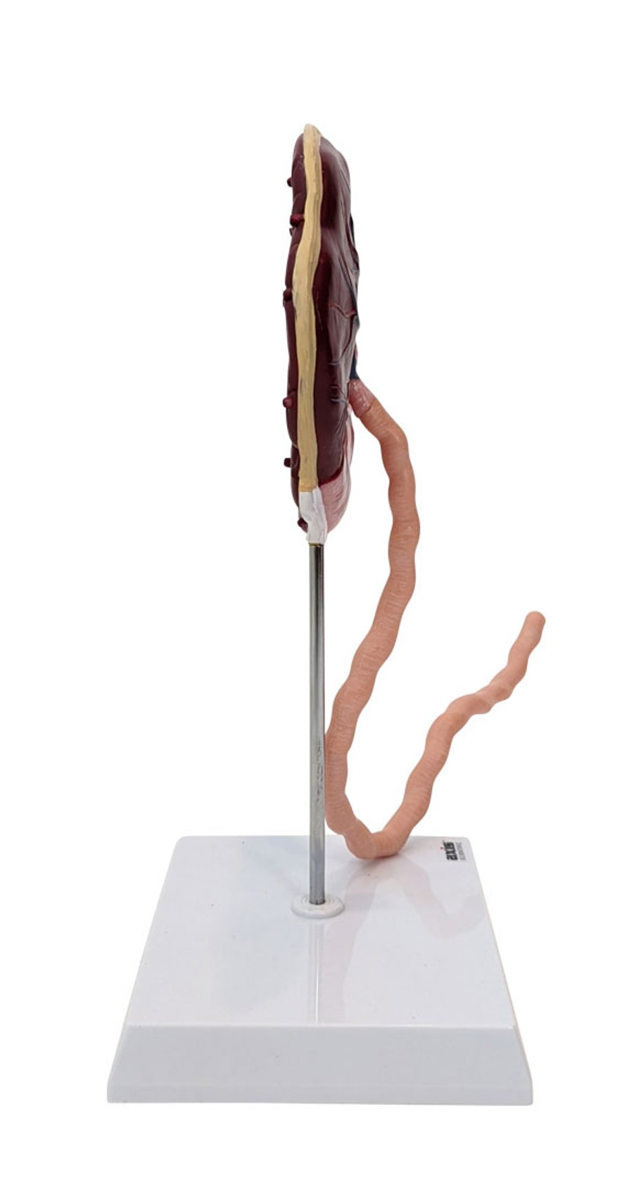 Axis Scientific Placenta Model with Removable Umbilical Cord