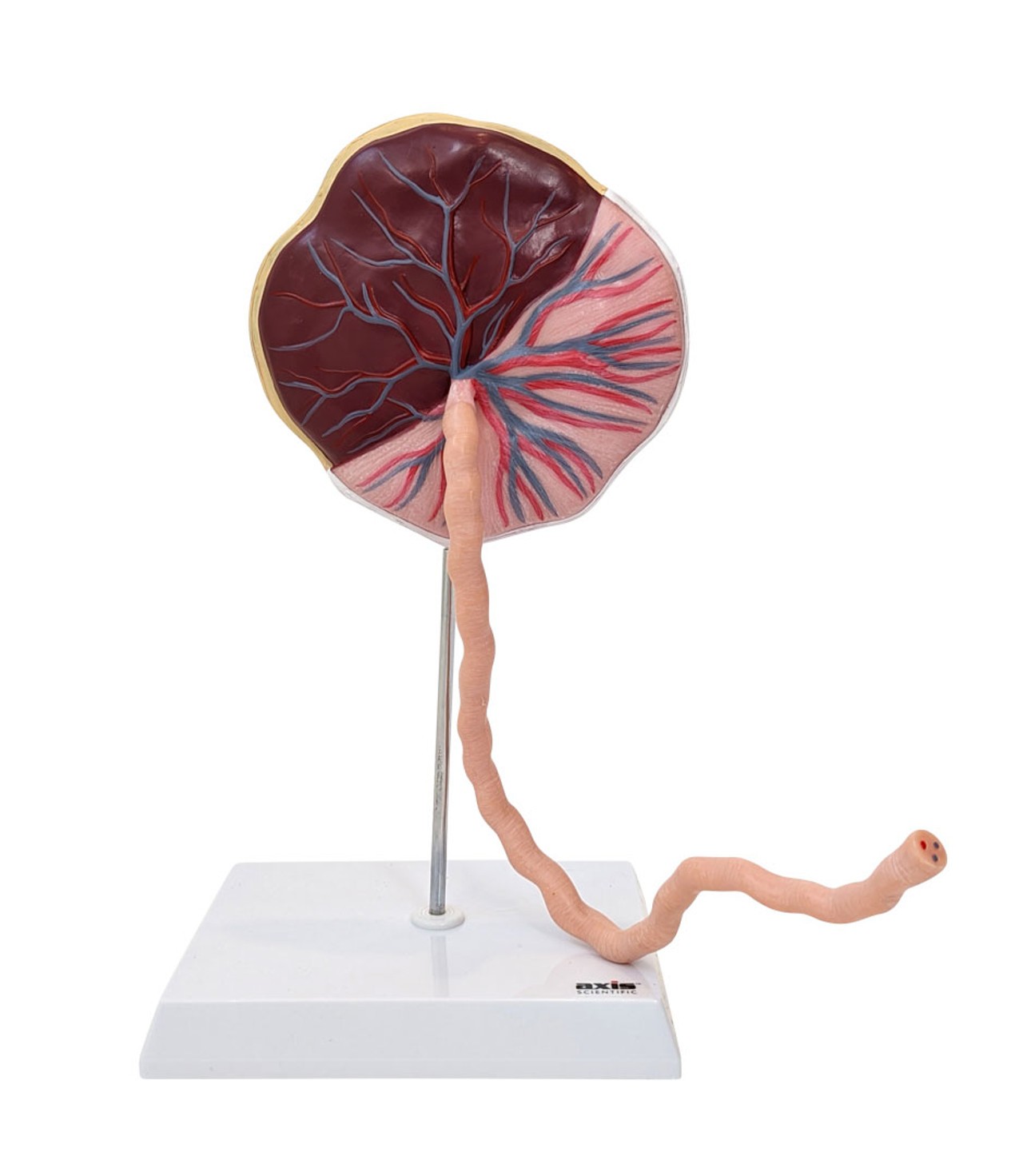 拙作「Placenta」 Axis Scientific Placenta Model with Removable Umbilical Cord